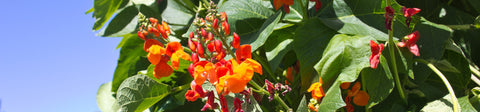 Runner Bean Seeds