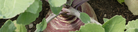 Rutabaga Seeds