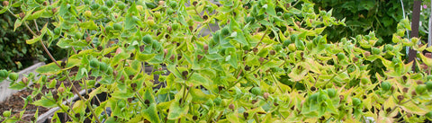 New Zealand Spinach Seeds