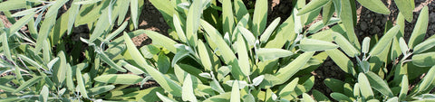 Sage Seeds