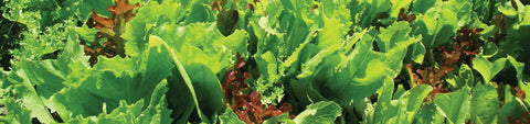 Salad Greens Seeds