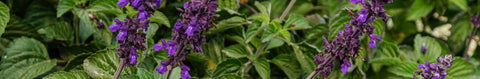 Salvia Seeds