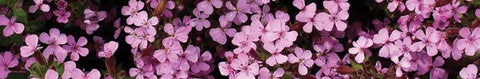 Saponaria Seeds