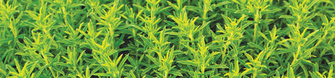Savory Seeds