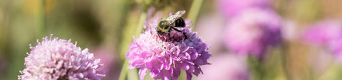 Scabiosa Seeds