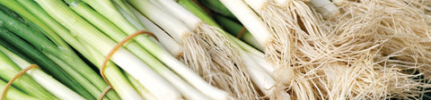 Scallion Seeds
