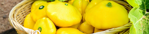 Scallopini Squash Seeds