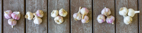 Seed Garlic