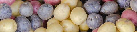 Seed Potatoes