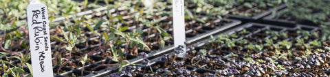 Seed Trays, Covers and Plugs