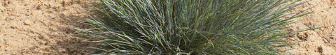 Sheep Fescue Seeds