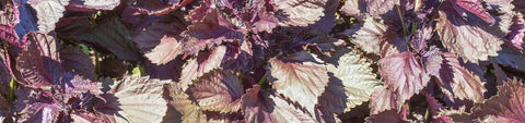 Shiso Seeds