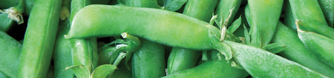 Snap Pea Seeds
