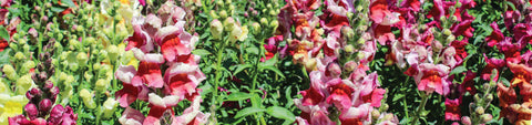 Snapdragon Seeds