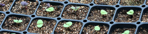 Soil Testing