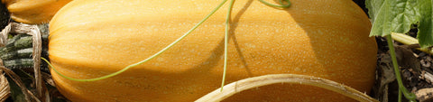 Spaghetti Squash Seeds