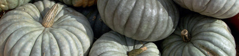 Specialty Squash Seeds