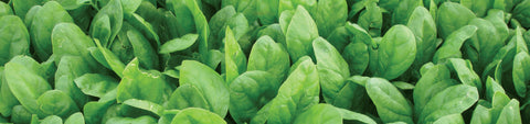 Spinach Seeds