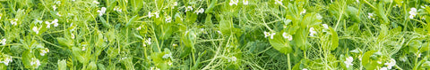 Spring Field Pea Seeds