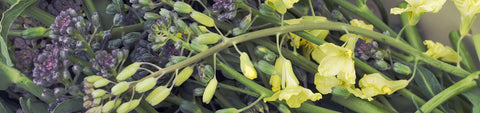 Sprouting Broccoli Seeds
