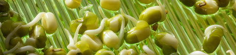 Sprouting Equipment
