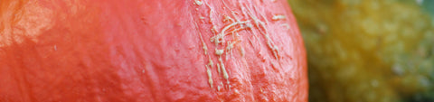 Squash Seeds