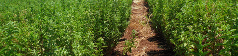 Stevia Seeds