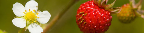 Strawberry Seeds