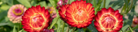Strawflower Seeds