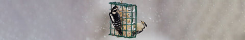 Suet and Suet Feeders