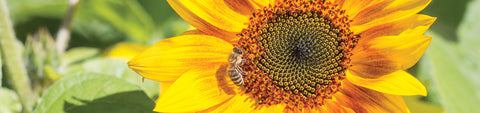 Sunflower Seeds