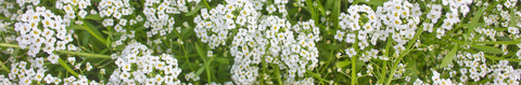 Sweet Alyssum Seeds