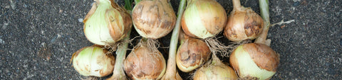 Sweet Onion Seeds