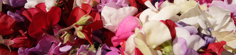 Sweet Pea Seeds