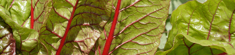 Swiss Chard Seeds