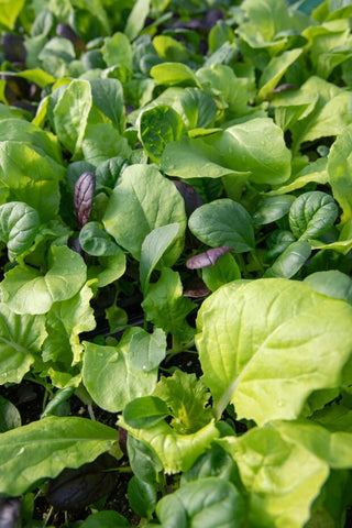 Mustards & Asian Greens