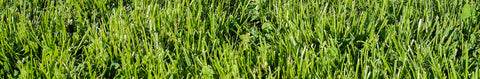 Tall Fescue Seeds