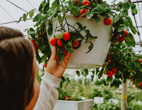 Seeds Under $4