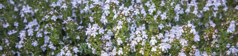 Thyme Seeds