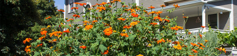 Tithonia Seeds