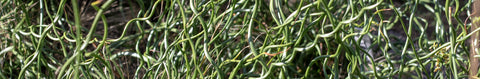 Twister Grass Seeds