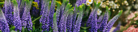Veronica Seeds