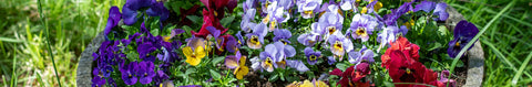 Pansies & Viola Seeds