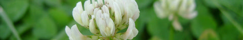 White Dutch Clover Seeds