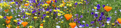 Wildflower Seeds