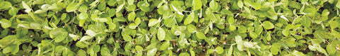 Winter Field Peas Seeds
