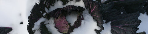 Winter Harvest