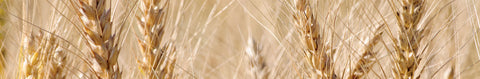 Winter Wheat Seeds