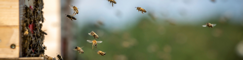 Bee Garden Collection