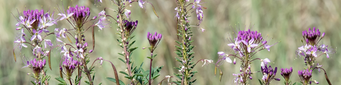 Native Plants of British Columbia
